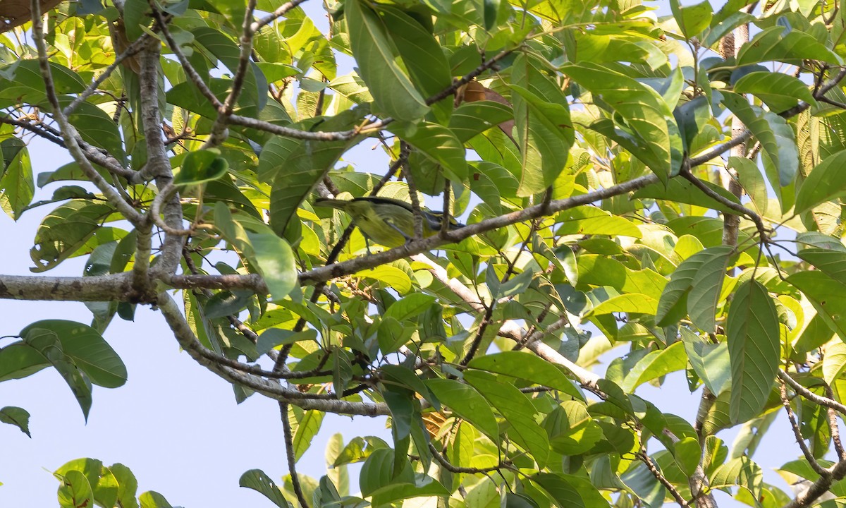 Slaty-capped Shrike-Vireo (Slaty-capped) - ML611186486