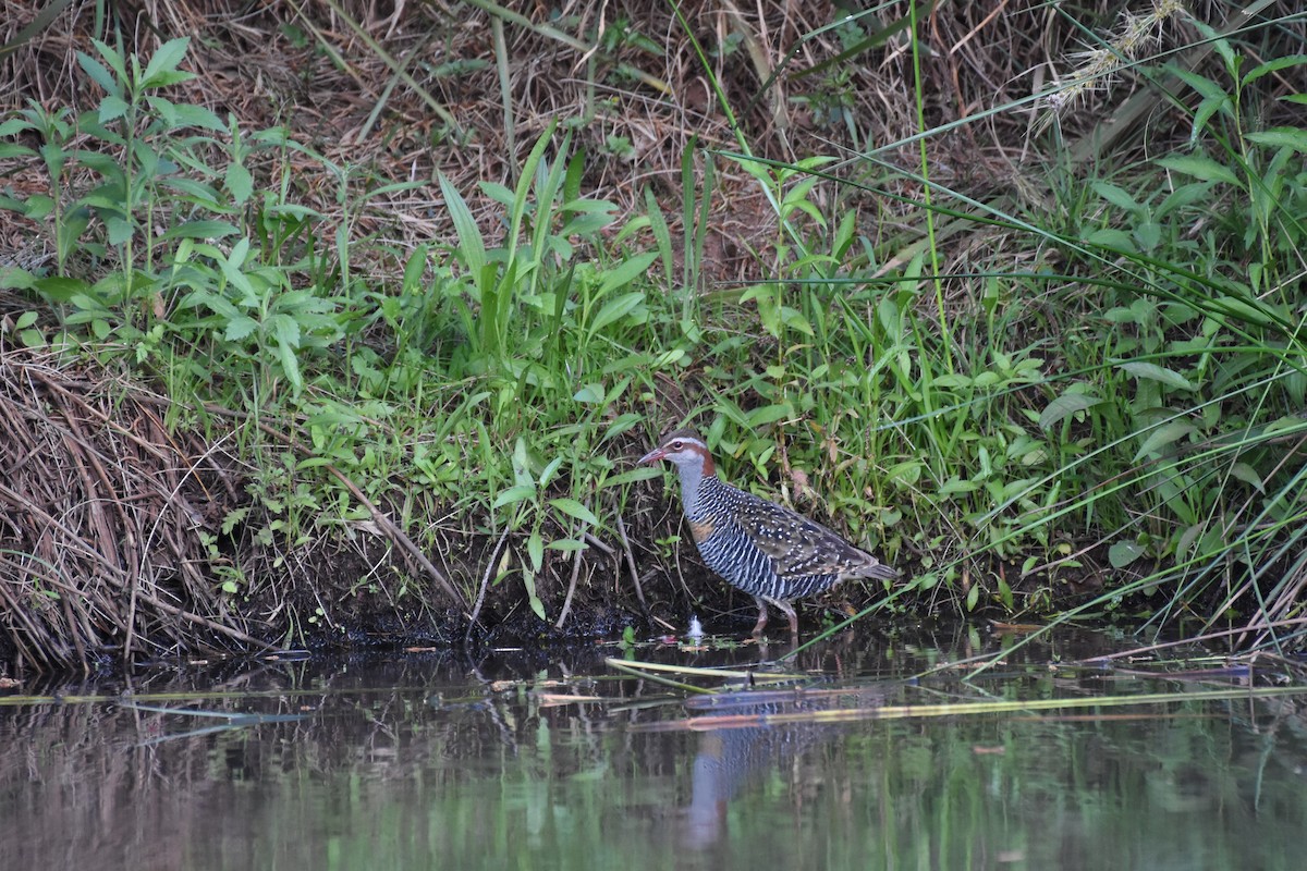 Buff-banded Rail - ML611186504