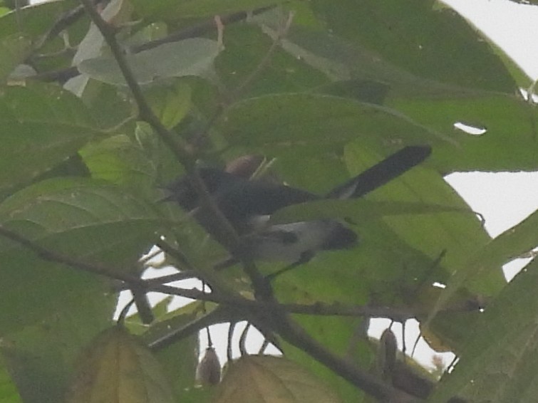 Slate-throated Gnatcatcher - ML611186549