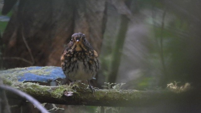 Ochre-breasted Antpitta - ML611186580