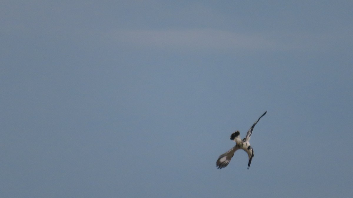 Pied Kingfisher - ML611186623