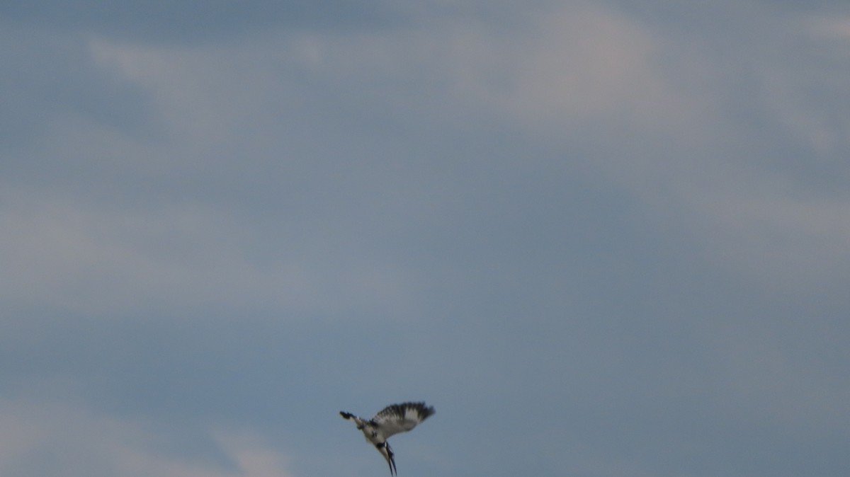 Pied Kingfisher - CHAN Monicharya