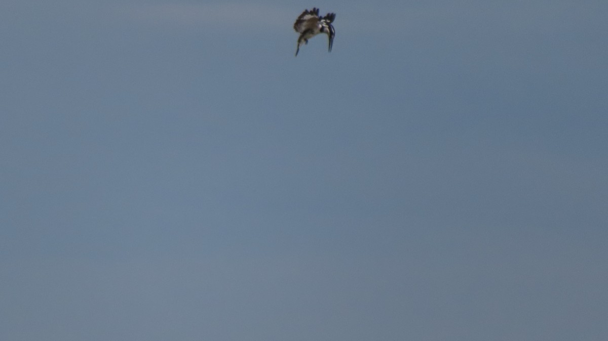 Pied Kingfisher - ML611186626