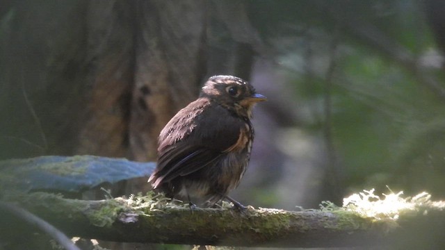 Ochre-breasted Antpitta - ML611186676