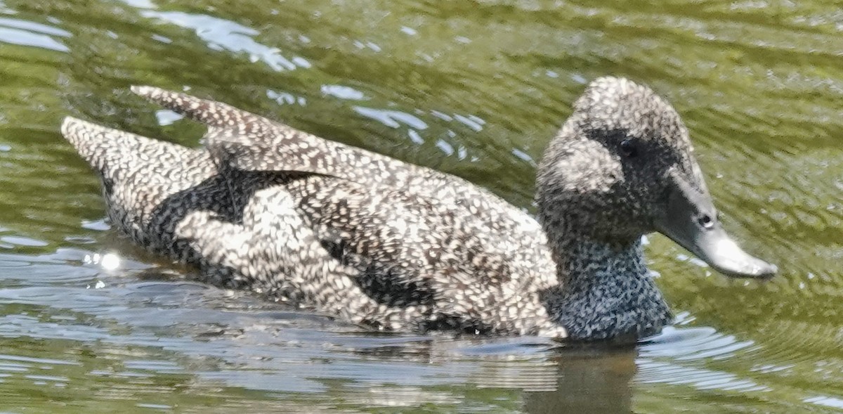 Freckled Duck - ML611186714