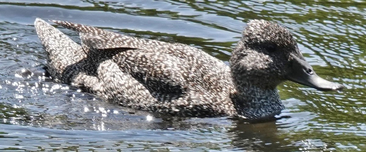 Freckled Duck - ML611186715