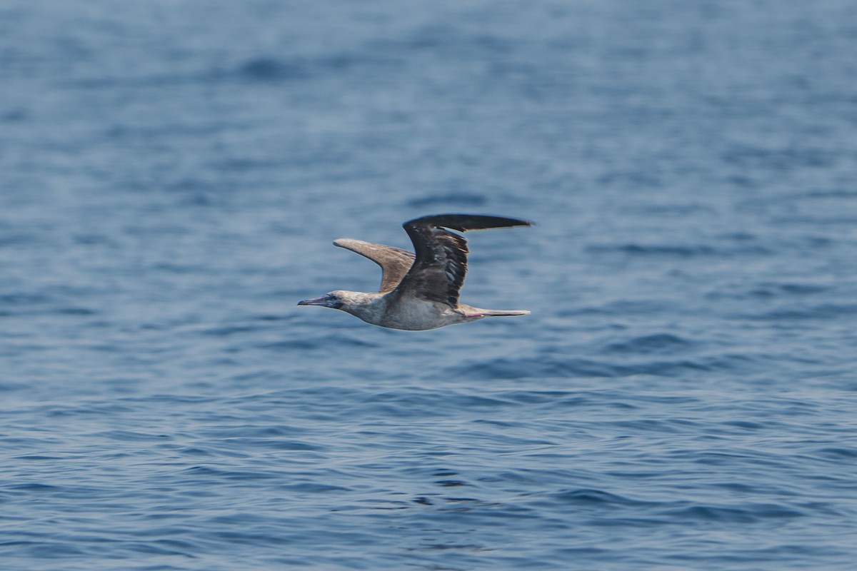 Red-footed Booby (Indopacific) - ML611186796