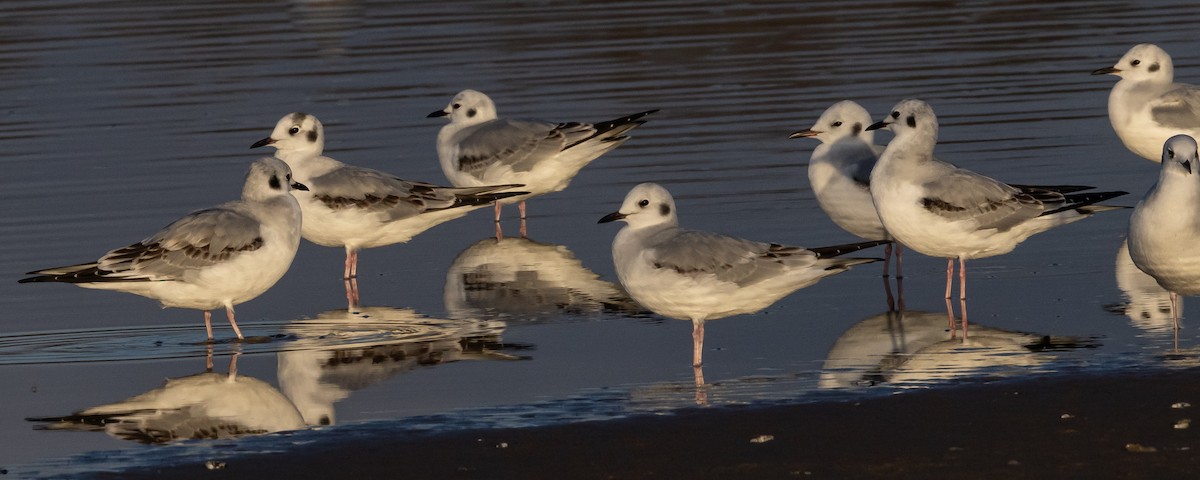 Bonaparte's Gull - ML611186848