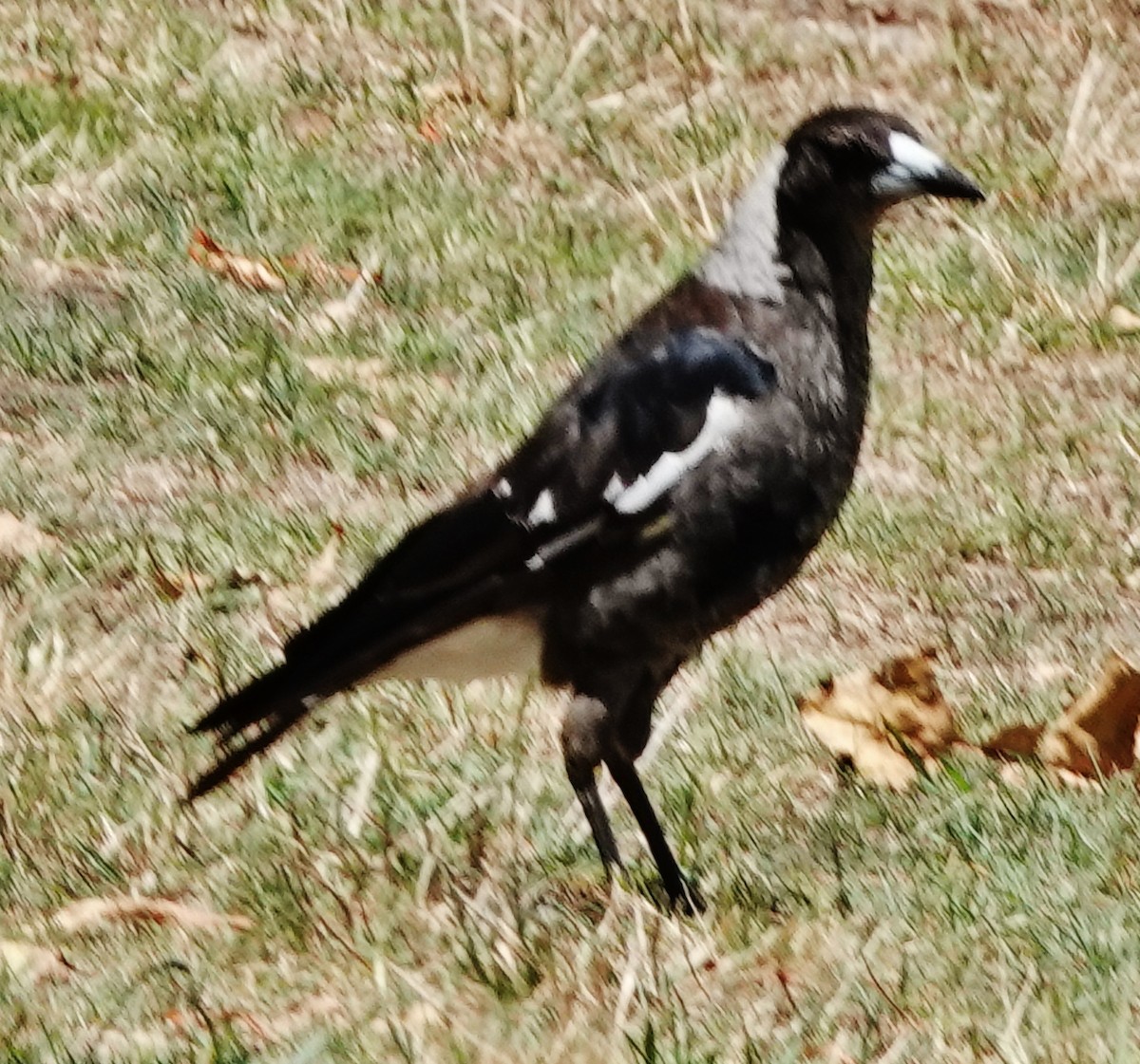 Australian Magpie (Black-backed) - ML611186850