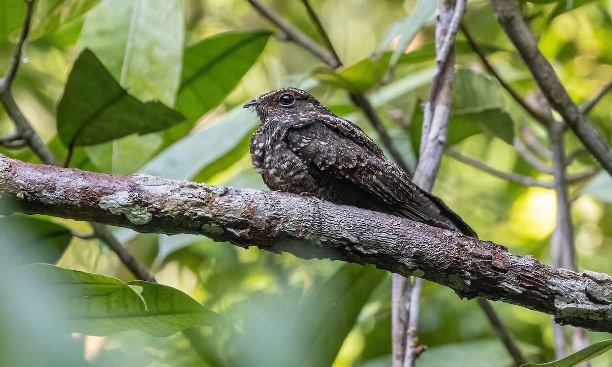 Blackish Nightjar - ML611186856