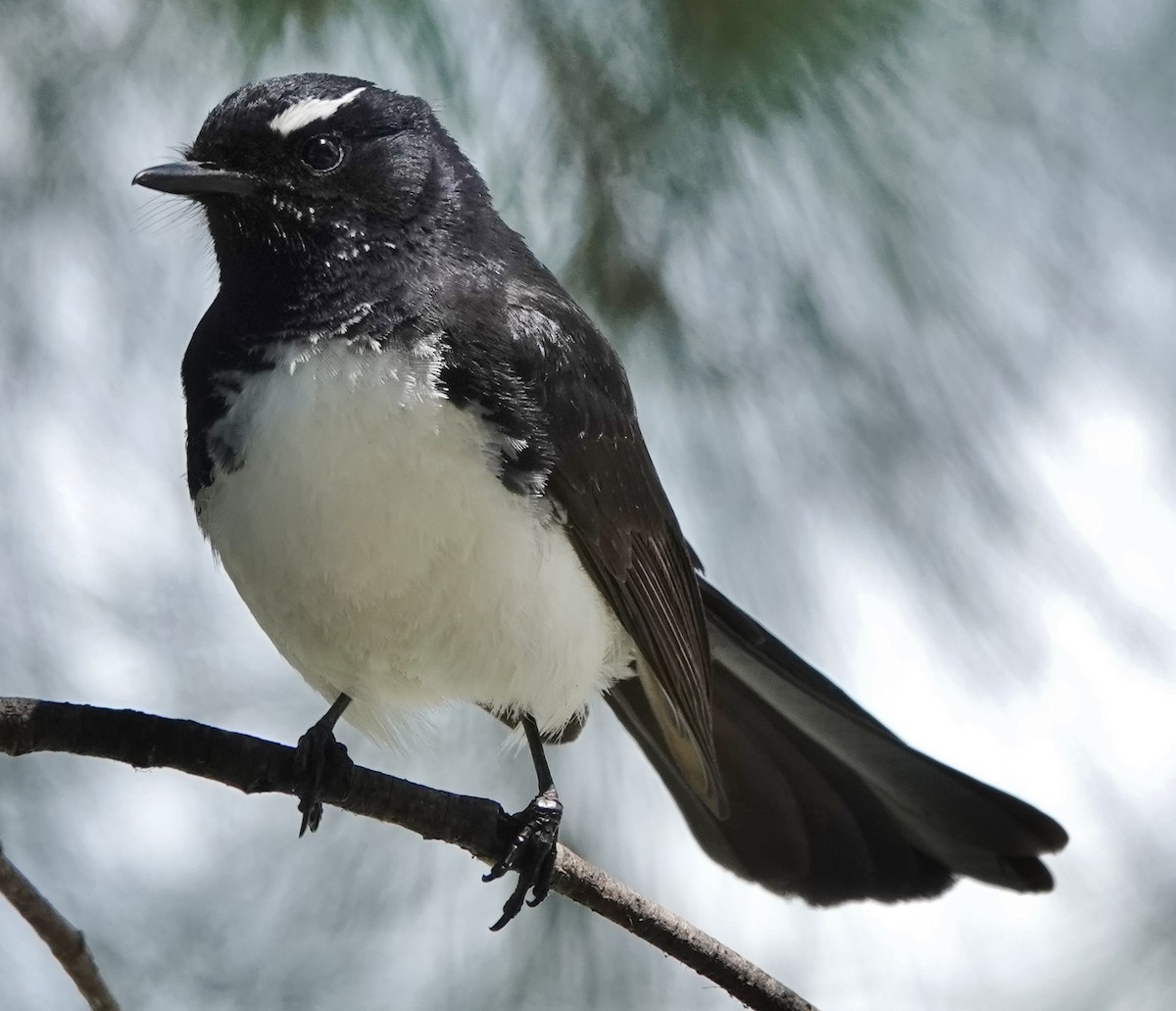 Willie-wagtail - ML611186860