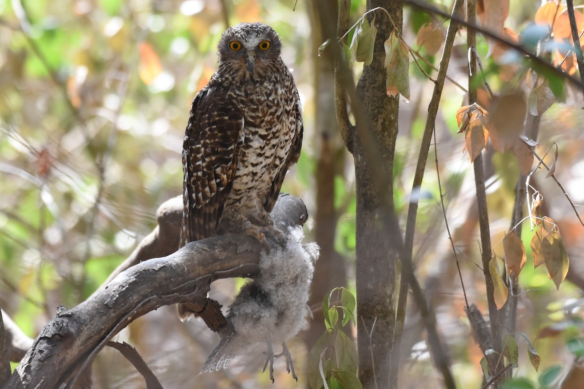 Powerful Owl - Shinead Ashe