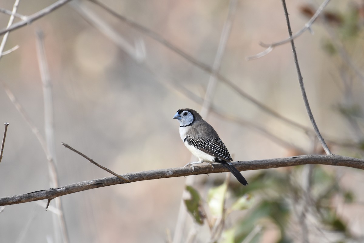 Double-barred Finch - ML611186896