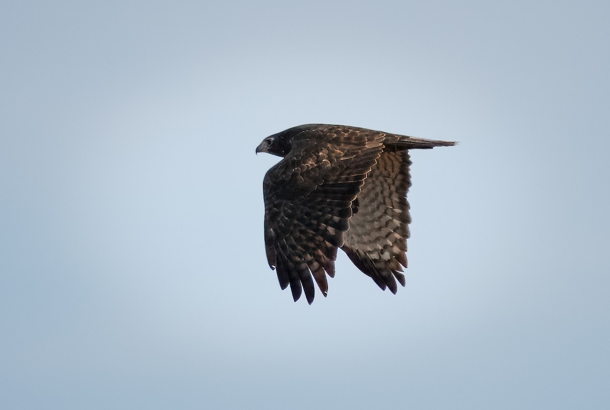 Red-tailed Hawk (Harlan's) - ML611186915