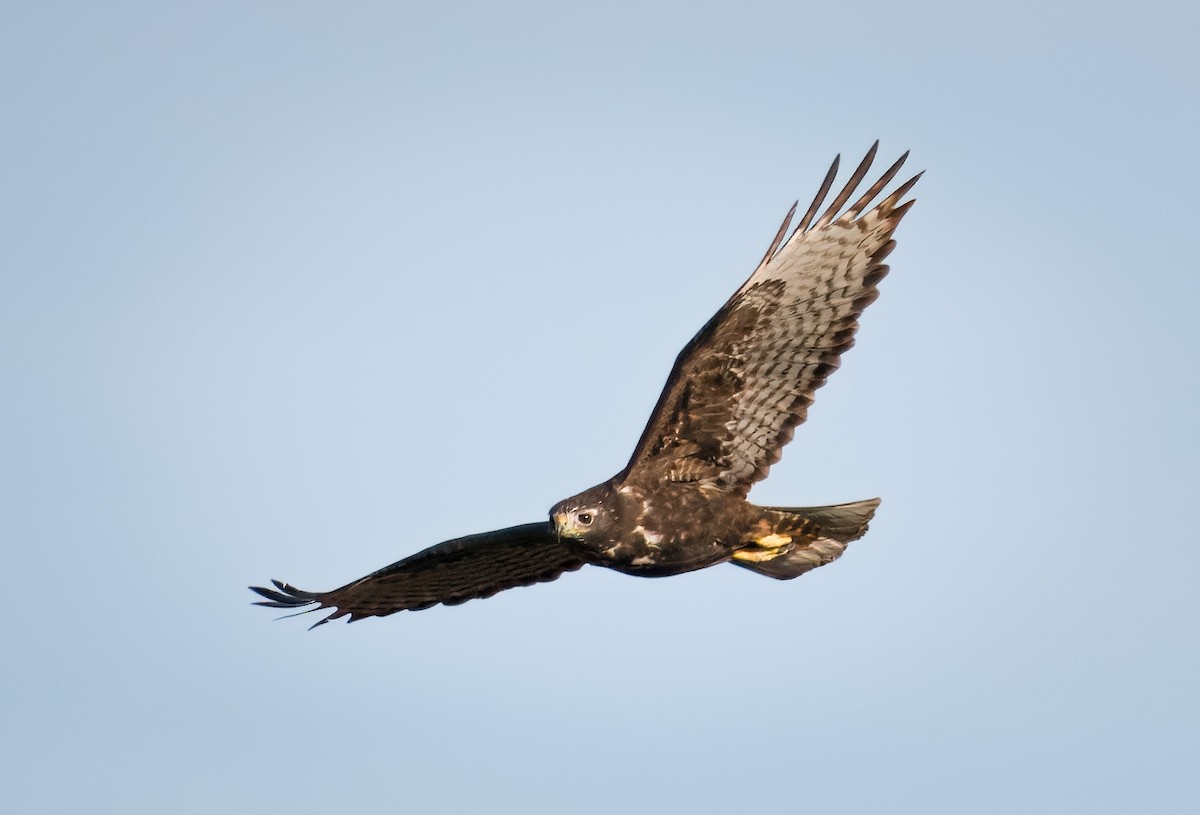 Red-tailed Hawk (Harlan's) - ML611186921