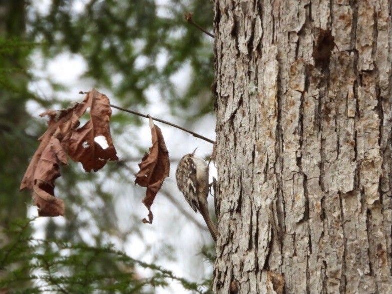 Brown Creeper - ML611186923