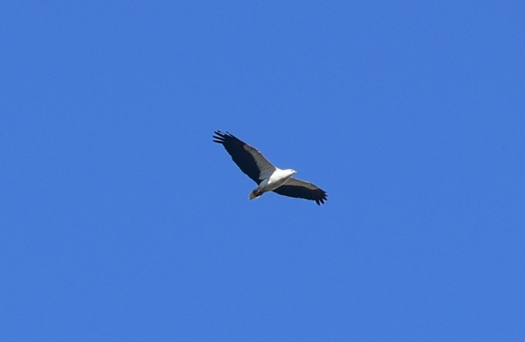 White-bellied Sea-Eagle - Bruce Wedderburn