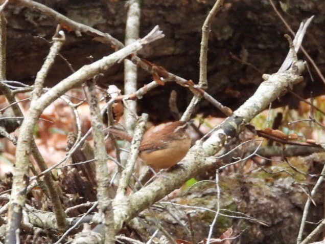 Carolina Wren - ML611186929