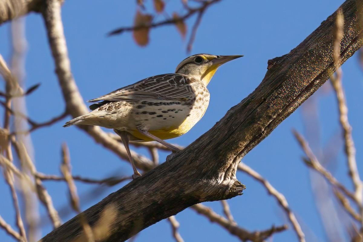 Eastern Meadowlark - ML611186931