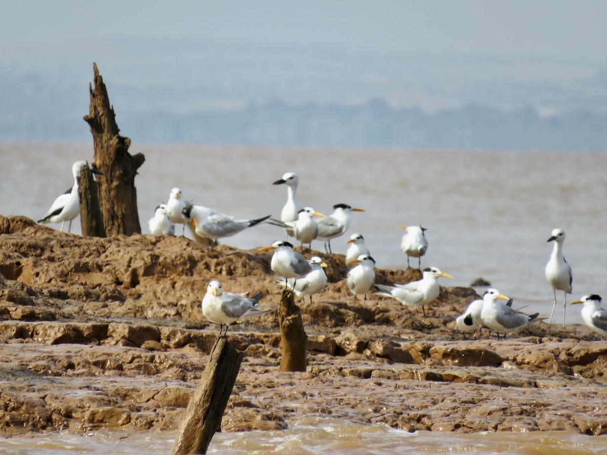 Lesser Crested Tern - ML611186954