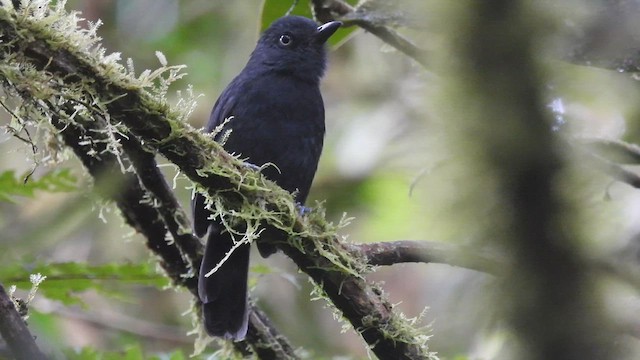 Batará Unicolor - ML611186971