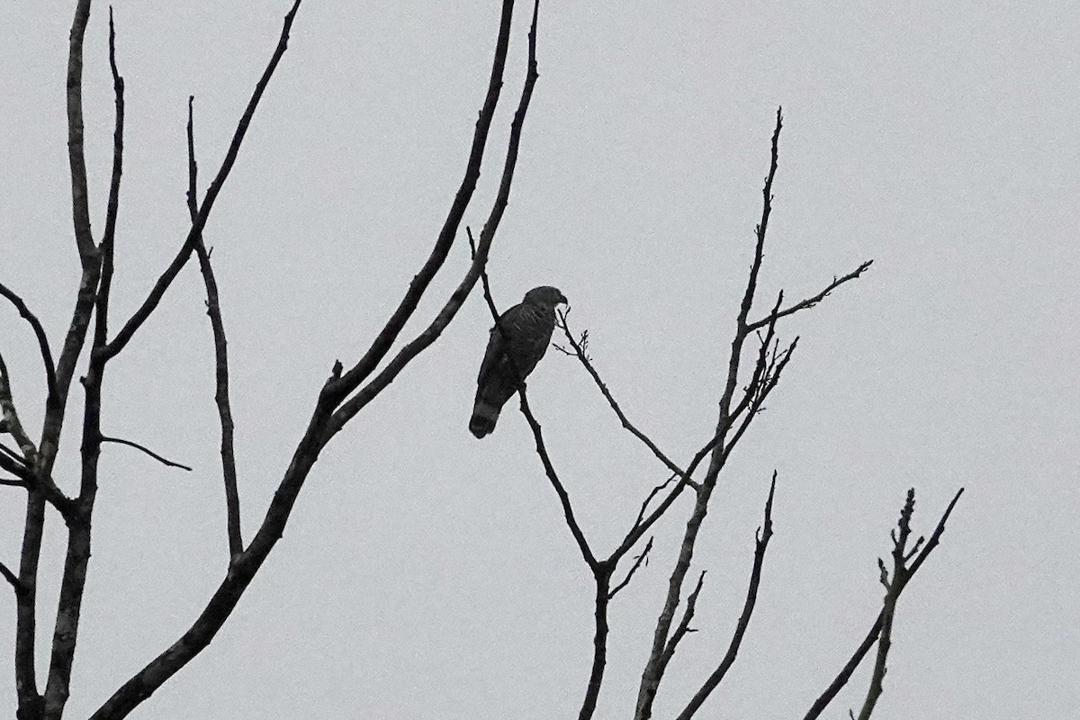 Hook-billed Kite (Hook-billed) - ML611187010