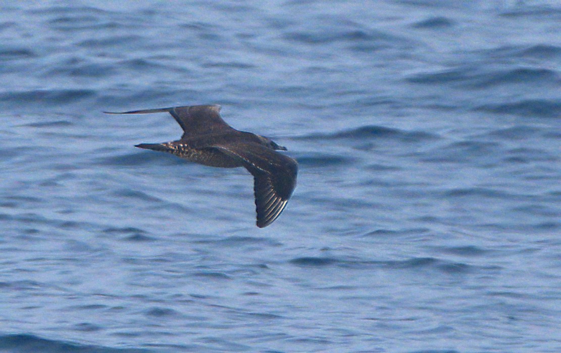 Parasitic Jaeger - ML611187019