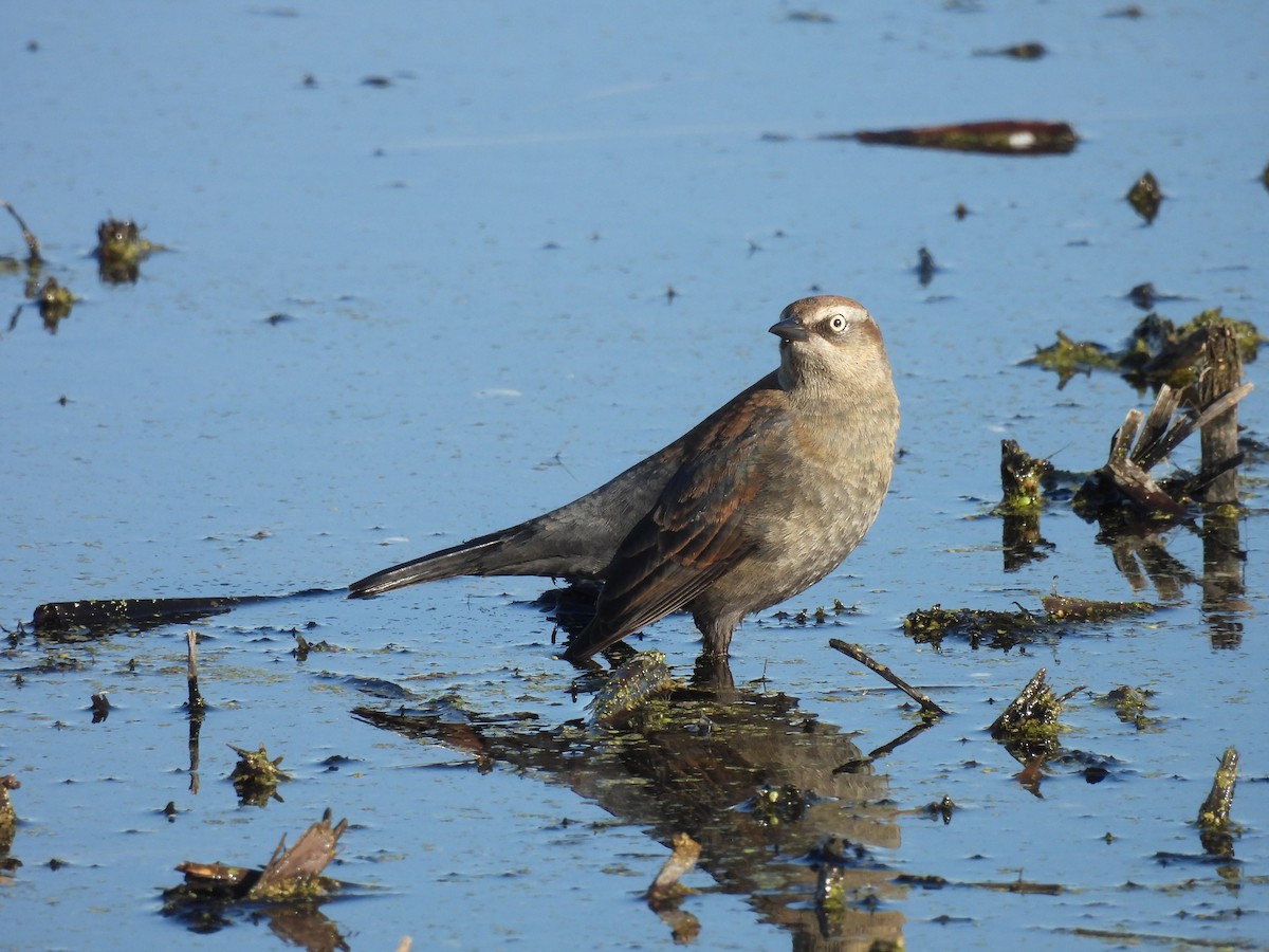 Rusty Blackbird - ML611187021