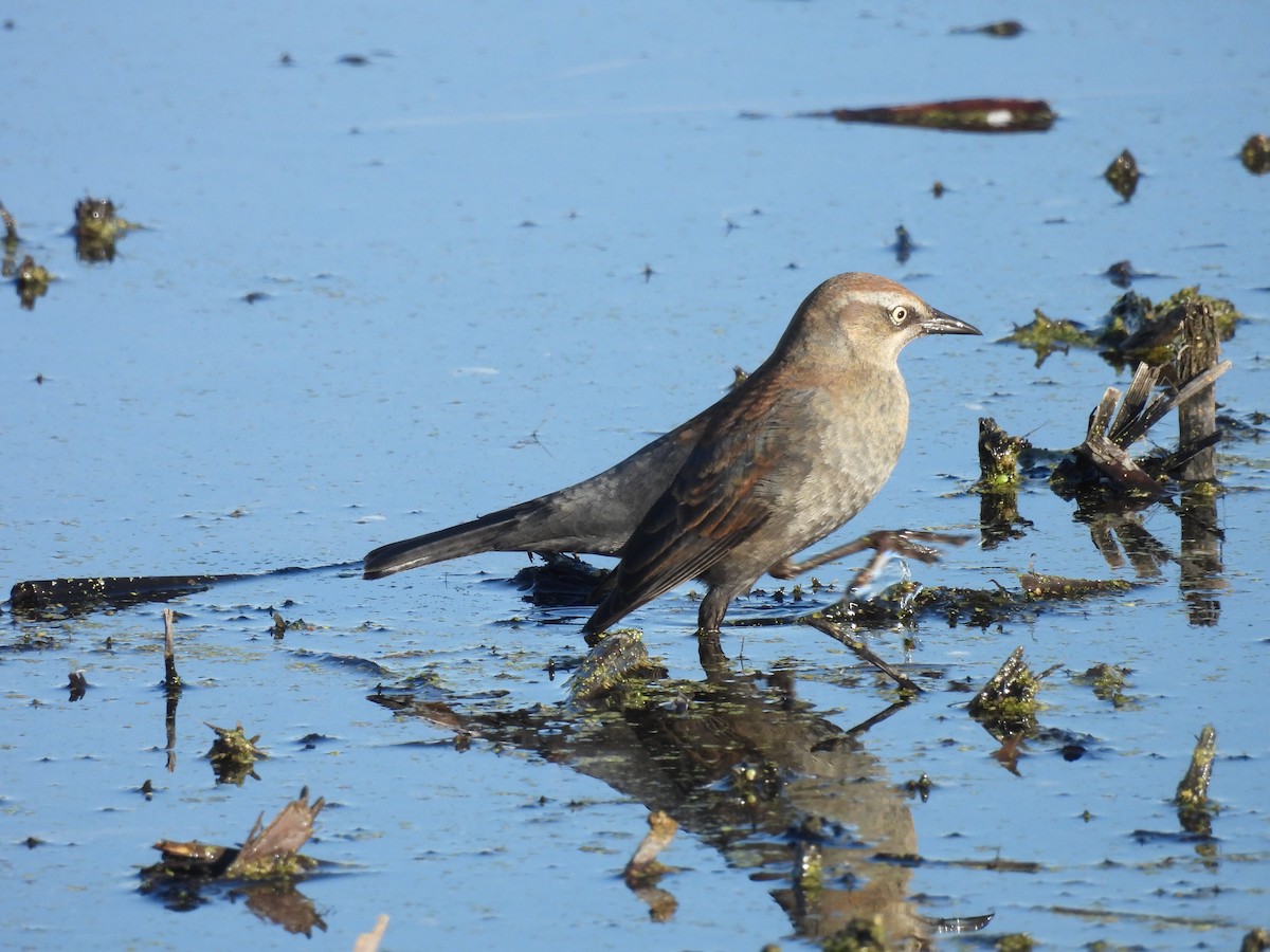 Rusty Blackbird - ML611187022