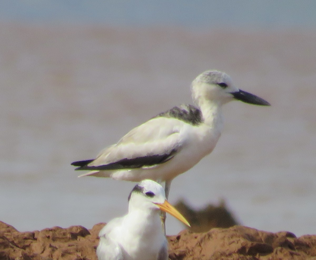 Lesser Crested Tern - ML611187034