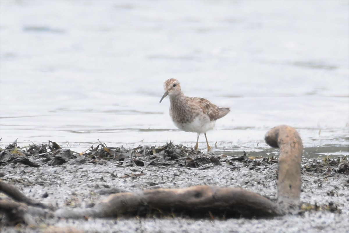 Graubrust-Strandläufer - ML611187035