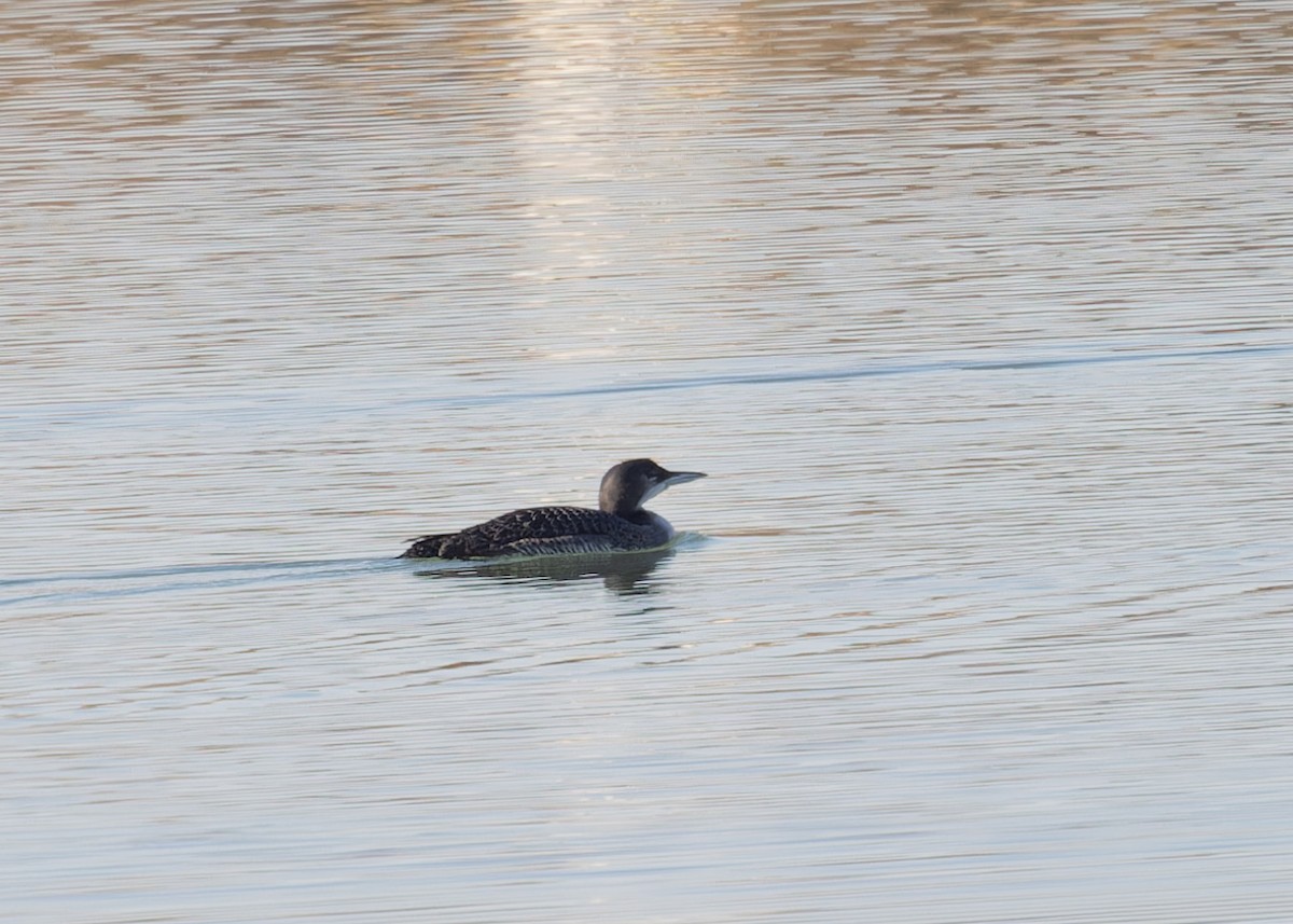 Common Loon - Verlee Sanburg