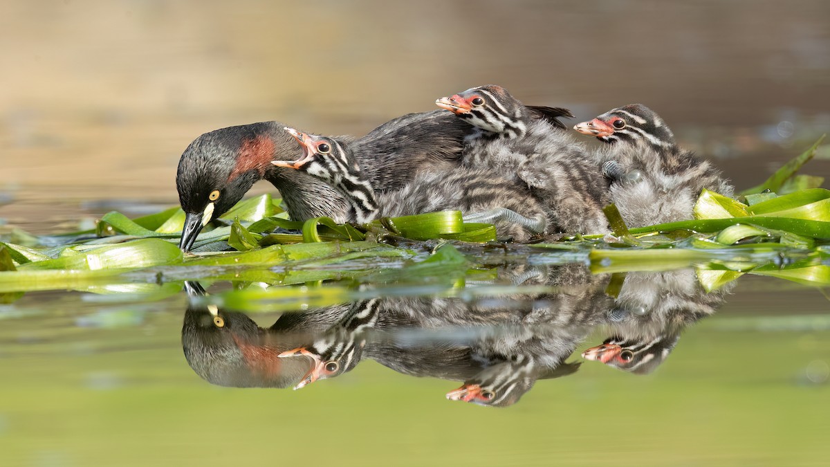 Australasian Grebe - ML611187089