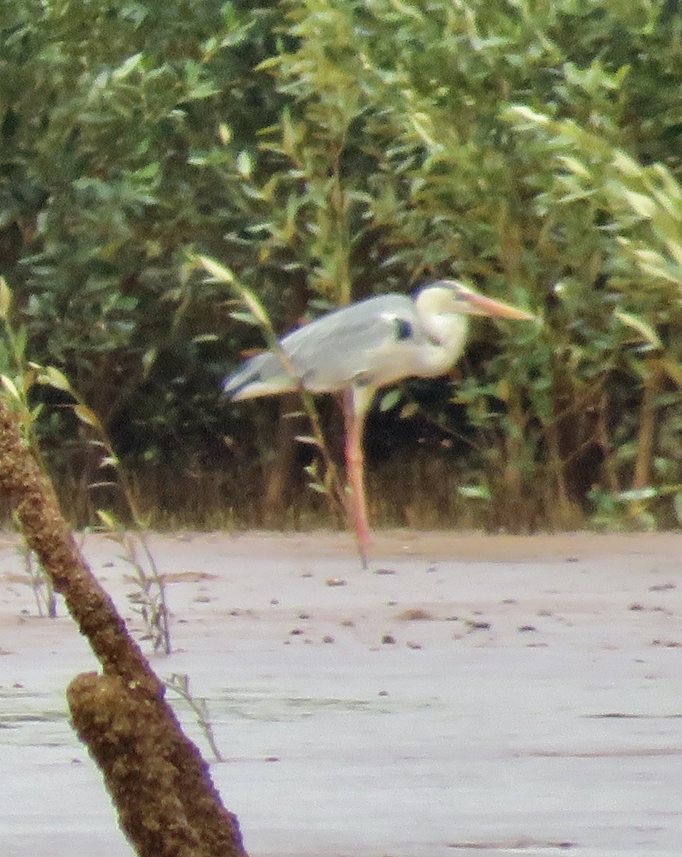 Gray Heron (Madagascar) - ML611187125