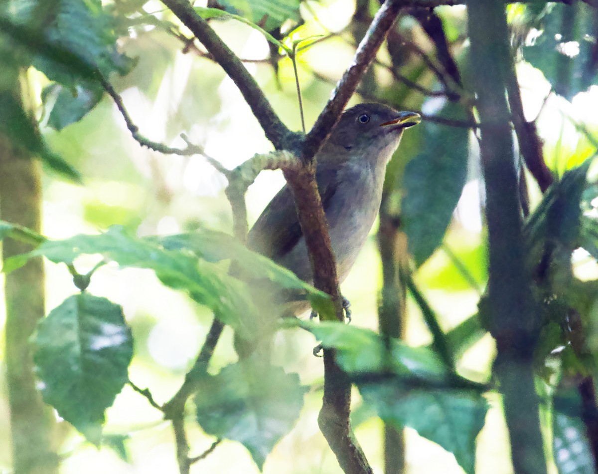 Golden Bowerbird - ML611187145