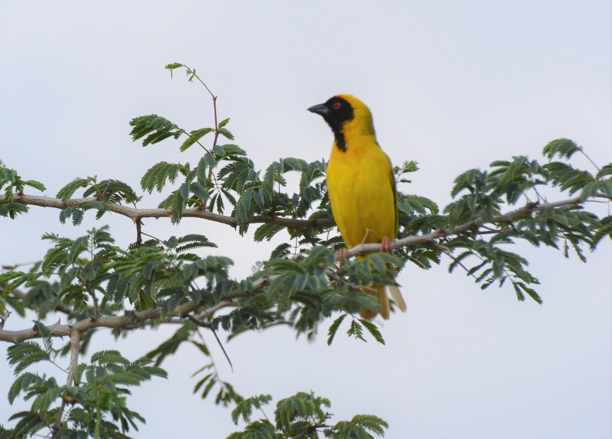 Southern Masked-Weaver - ML611187195