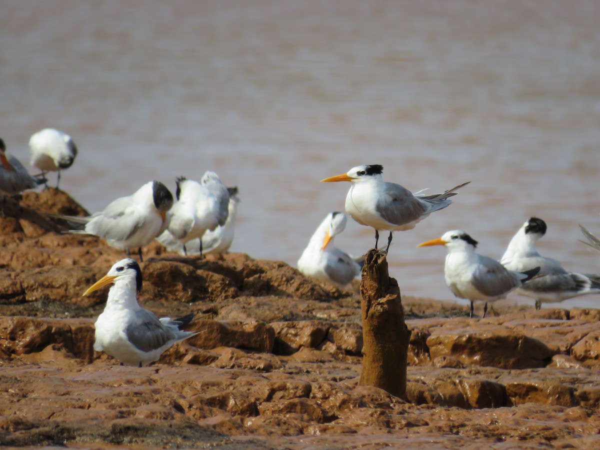 Lesser Crested Tern - ML611187214