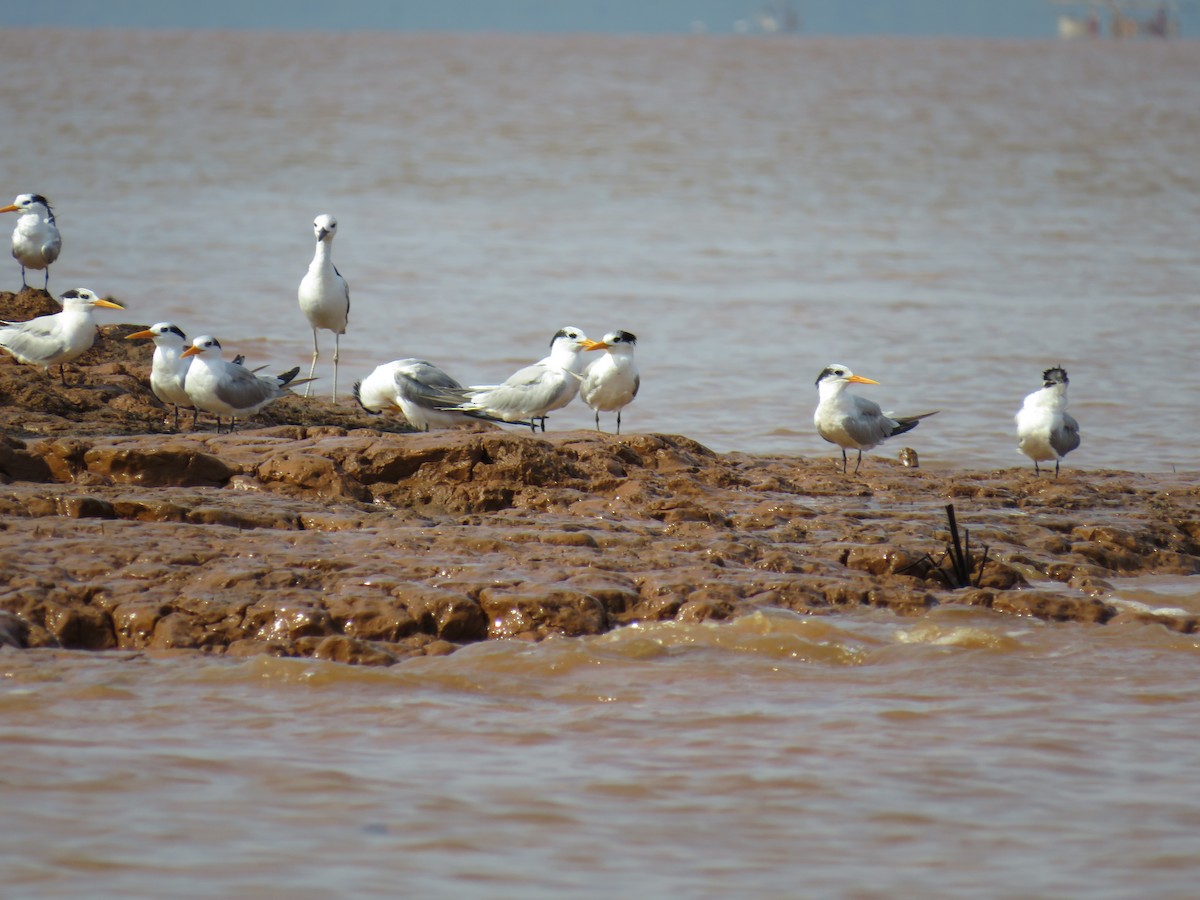 Lesser Crested Tern - ML611187225