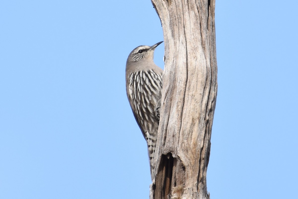 White-browed Treecreeper - Shinead Ashe