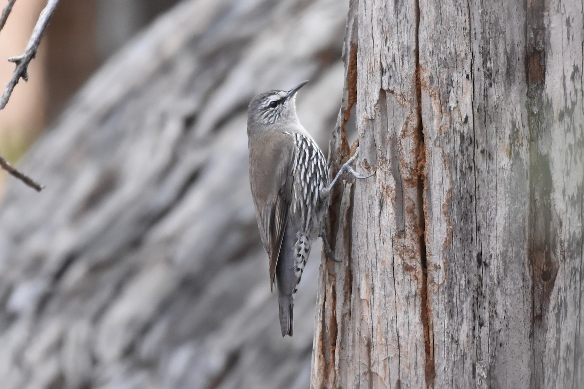 White-browed Treecreeper - ML611187257