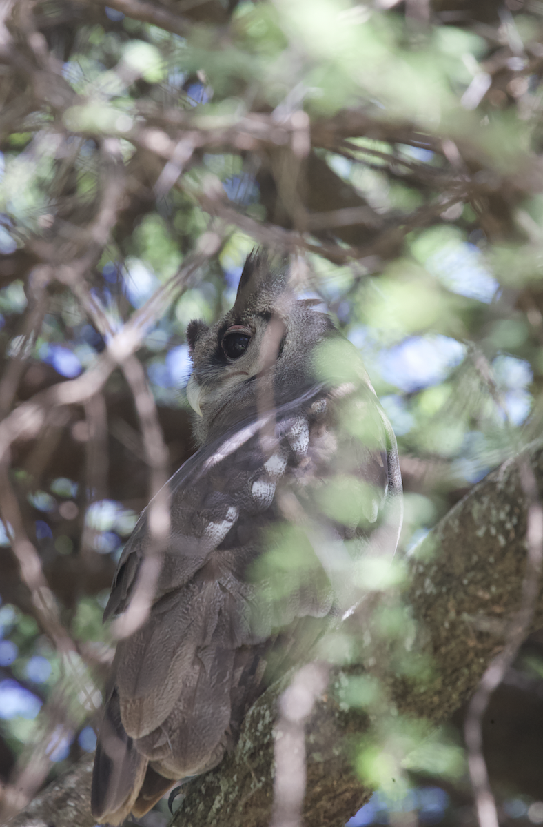 Verreaux's Eagle-Owl - ML611187270