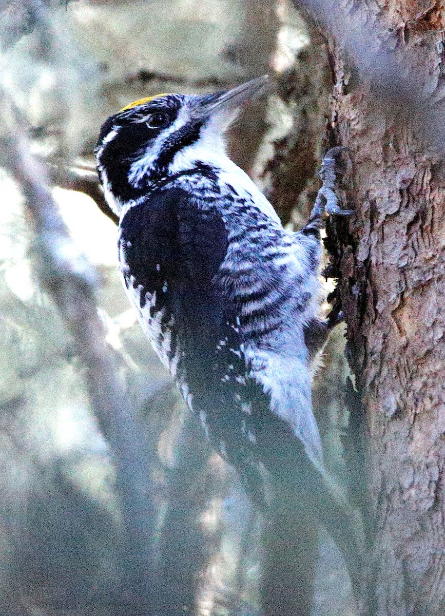American Three-toed Woodpecker - ML611187273