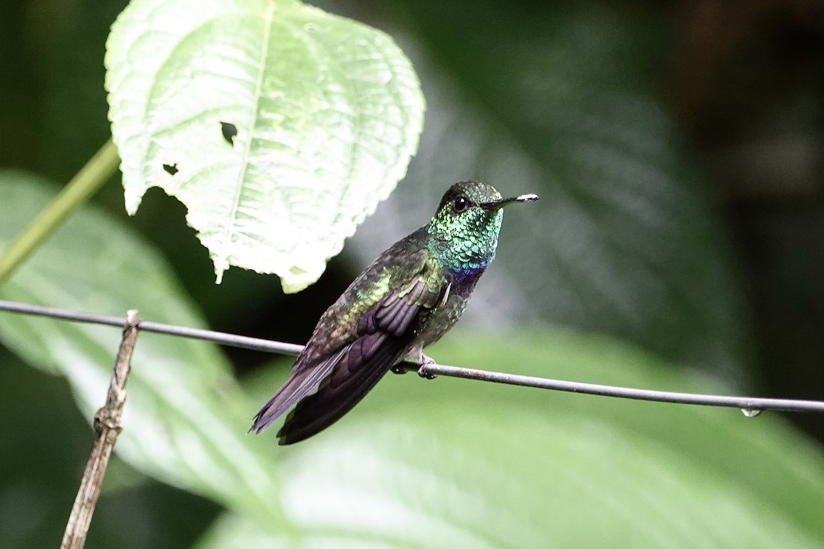 Blue-chested Hummingbird - ML611187283