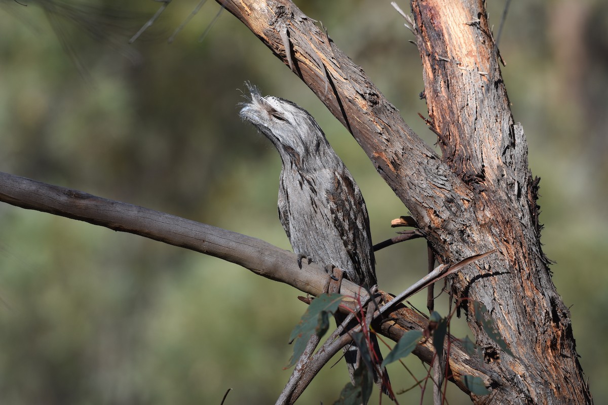 Tawny Frogmouth - ML611187289