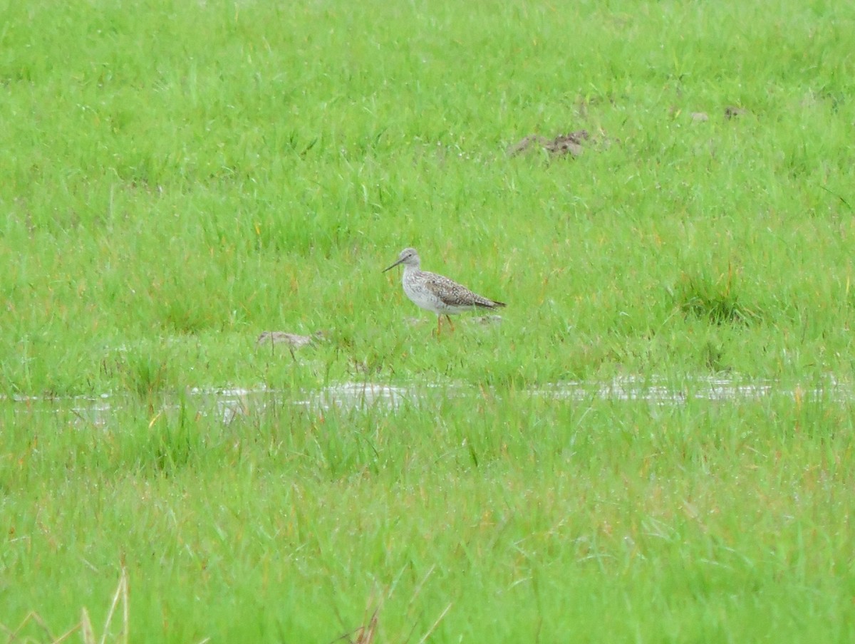 Greater Yellowlegs - ML611187382