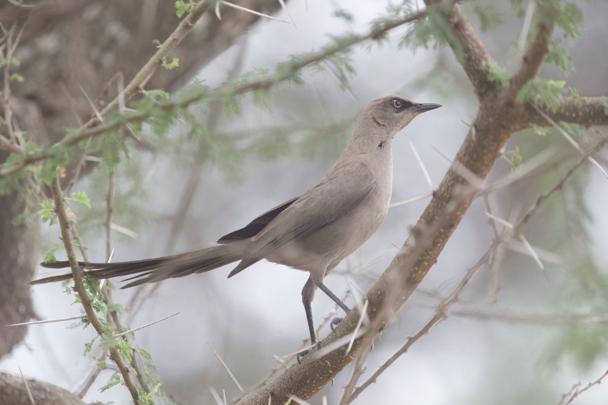 Ashy Starling - ML611187400