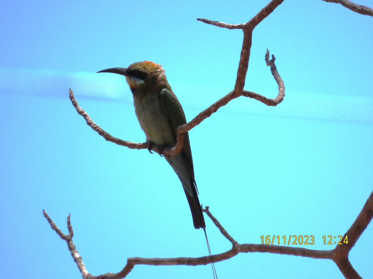 Rainbow Bee-eater - Norton Gill
