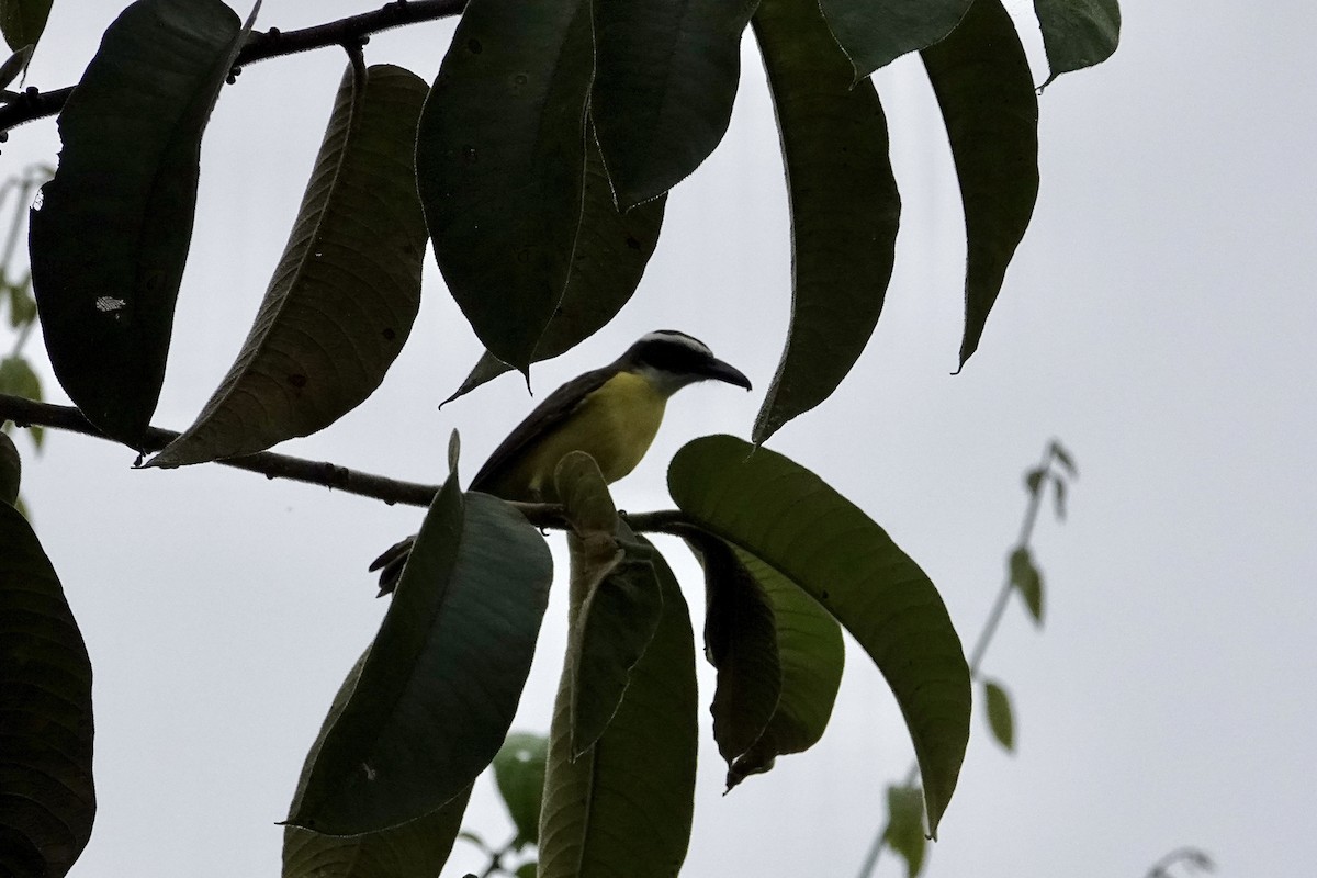Boat-billed Flycatcher (Tumbes) - Mike McGrenere