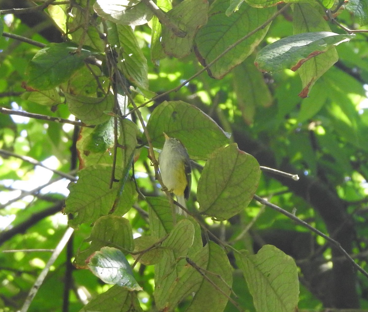 Chestnut-crowned Warbler - ML611187430
