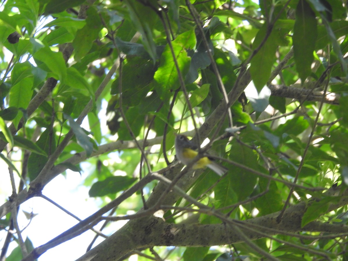 Chestnut-crowned Warbler - ML611187431